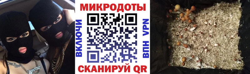 наркошоп Могоча Галлюциногенные грибы Psilocybe